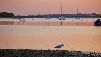 Gull at sunset with sailing boats.jpg